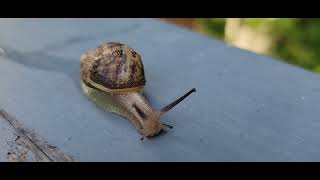 Nature's Resilience: Serene Snail Encounter with Vibrant Basketball Melodies and Noisy Neighbors! 🏀🎶