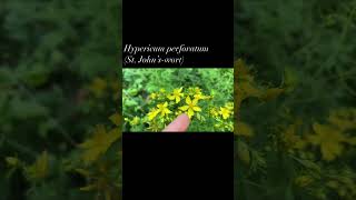 Hypericum perforatum - St. John's Wort