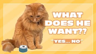 What Does He Want? | Justin Bieber the Cat