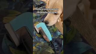 Reakcja psa Golden Retriever na golarkę maszynkę do ubrań #dogoterapia test przydatności