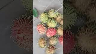 Petik Buah Rambutan Di Kebun #videoshorts