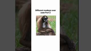 Different monkeys ever seen #monkey #monkeys #youtuber #earth #youtube #youtuber #nature