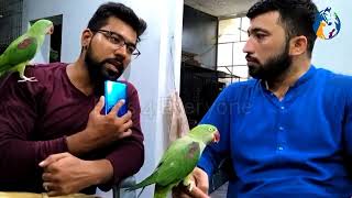 Tame Bird Breed Karta Hai Ya Nahi Very Important Tips For New Fancier