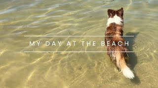 Cute Collie Pup Going To The Beach For A Swim I 子犬のボーダーコリー、ビーチへ行くI Dog Beach & Park I 泳ぐの大好きわん