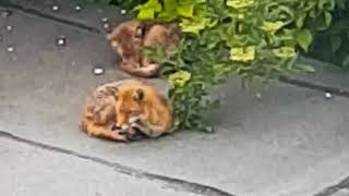 Adorable Foxes Napping in West London