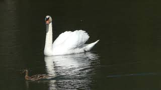 Cygne (nage)