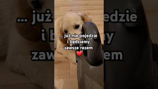 Pies, który zawsze jest obok #goldenretriever