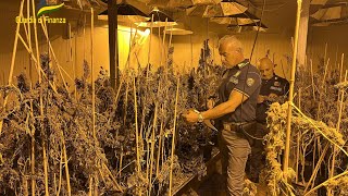 Sequestrata e distrutta maxi piantagione di Cannabis formalmente "light". Una denuncia