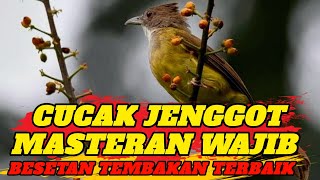 MASTERAN CUCAK JENGGOT BESETAN DAN TEMBAKAN 2024