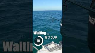 🐟⚡ 1 FISH EVERY 30 SECONDS (每30秒1條魚) - SOMEWHERE IN MORETON BAY