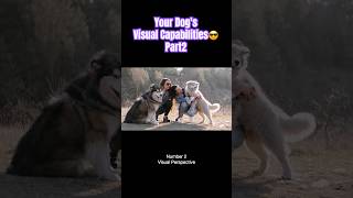 Your Dog's Visual Capabilities😎Part2 #shorts