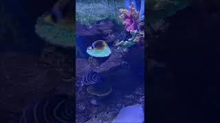 Colourful fishes in an aquarium #colorful #fishes #relaxing #screensaver #foryou #foryoupage