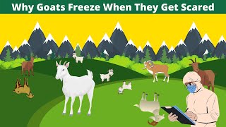 This Is Why Goats Freeze When They Get Scared