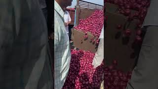 Pimpalgaon Red Onion Market -: पिंपळगाव लाल कांदा मार्केट - नाशिक कांदा