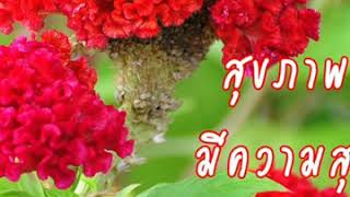 แผ่นดินไม่ไร้เท่าใบพุทรา-สุเทพ วงค์กำแหง