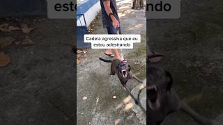 Mais um caso de cão reativo. #caioadestrador #shorts #adestramento #cachorro #cao #viralata #cães