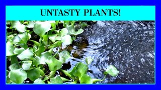 Episode 79 - Aquarium Plants That Aren't Delicious to Your Fish. Keeping Live Plants in a Fish Tank.