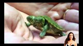 Two Headed Turtle Speaks | Scientific News