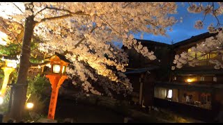 Kyoto Sakura 2022  Gion  Yasaka  Shrine  Kyoto Station at Night