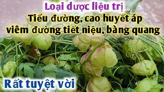 Bài thuốc trị Tiểu đường, thanh lọc cơ thể, huyết áp cao, viêm thận, viêm bàng quang. PHAN HẢI Vlog