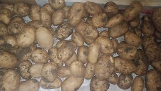 تخزين البطاطس🥔وازاي نعرف انواع البطاطس 🥔 ونفرق بينهم من مطبخ اميره 😍