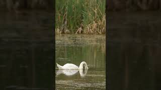 The Tragic Life of the 'Summer Swan'