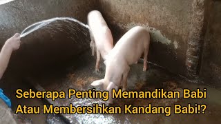 Pentingkah Memandikan Babi!?