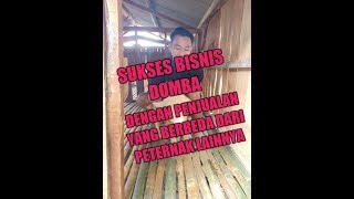 PELUANG BISNIS YANG MENJANJIKAN DENGAN SISTIM TIMBANGAN DOMBA DI PETERNAKAN MUMBULSARI JEMBER