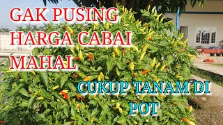 tanam cabai dalam pot berbuah lebat