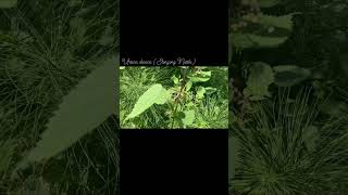 Utica Dioica - Stinging Nettle