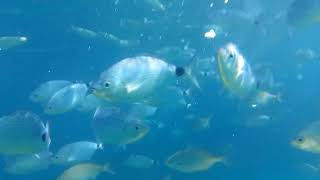 🐟🏖 Petite plongée à la plage du débarquement au Dramont🏖😎