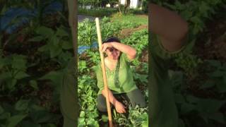 agricultora no japao  video 2    aprenda como plantar feijao com girasol