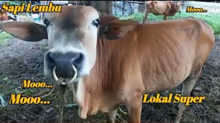 mengemukkan sapi lembu #sapijinak #sapiindukan #kambinglokal #duniahewan #sapi  #lembu #sapigemuk