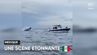 Un groupe d'orques semblent poursuivre un bateau de pêcheur au large d'Ahome