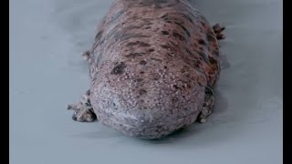 giant japanese salamander , tiger salamander - josesea