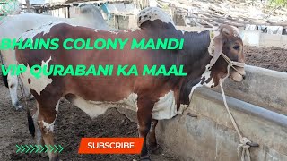 cow mandi 2022 updates/bhains colony cow mandi updates today @mandivlogswithejaz4258