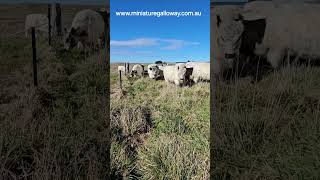 new paddock #cowfie #adopt #cow #farming