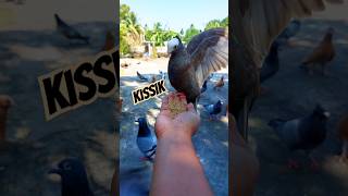 Sreeleela Kissik #pigeon