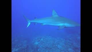 Diving in the Company of Caribbean Reef Sharks and Silkies