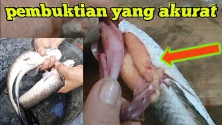 cara yang akurat pembuktian ikan gabus betina