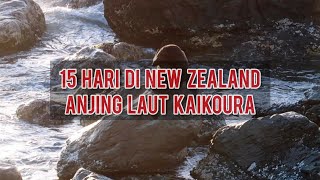 ROAD TRIP KE KAIKOURA NEW ZEALAND, BERTEMU ANJING LAUT