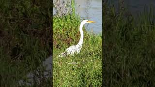 GARÇA BRANCA GRANDE, garça-branca, Ardea alba, Great Egret #short #shorts