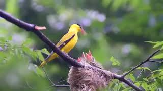 Momen yang sangat jarang kita jumpai//induk burung kepodang sedang meloloh anak nya....