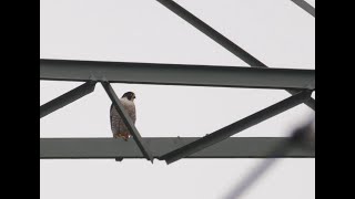 Nordsachsen, Kiesgrube Laußig, 10. April 2021, peregrine falcon