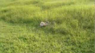 Pug Playing in Grass .mp4