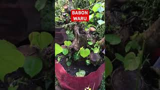 Bonsai Waru #bonsai #bonsaimania #bonsaiindonesia #bonsaimini #bonsaiwarulokal