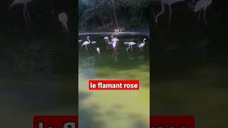 le flamant rose