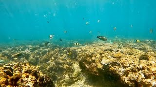 relaxation under water #underwater #fish #coral #relaxing #relaxation #relaxationvideo #snorkeling