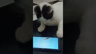 cat lovers | kucing kampung suka gadget