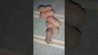 usia 5 hari #hamster #shorts